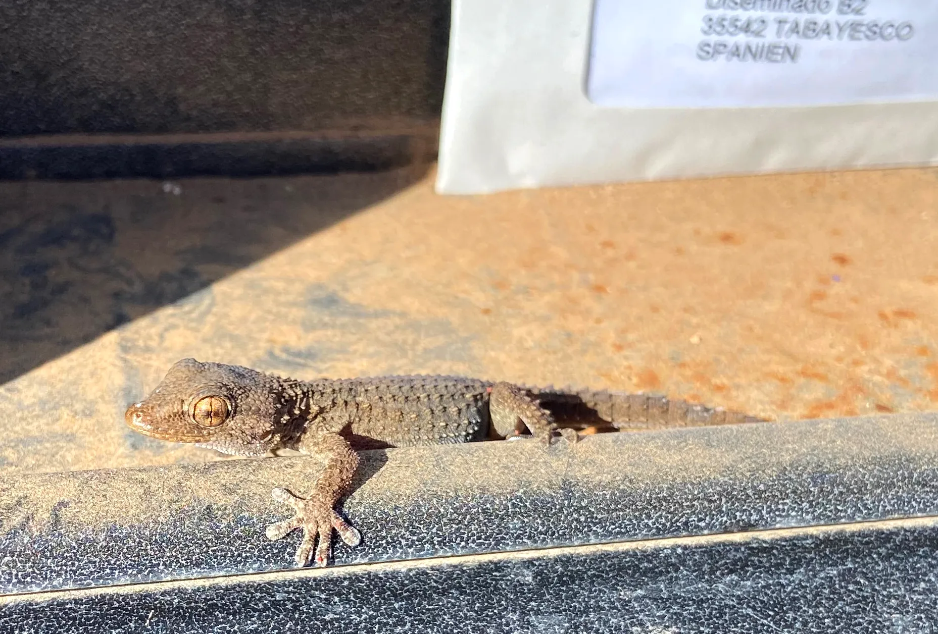 Pekka' (tongue-in-cheek) personal assistant - a gecko living in his (physical) mail box on Lanzarote